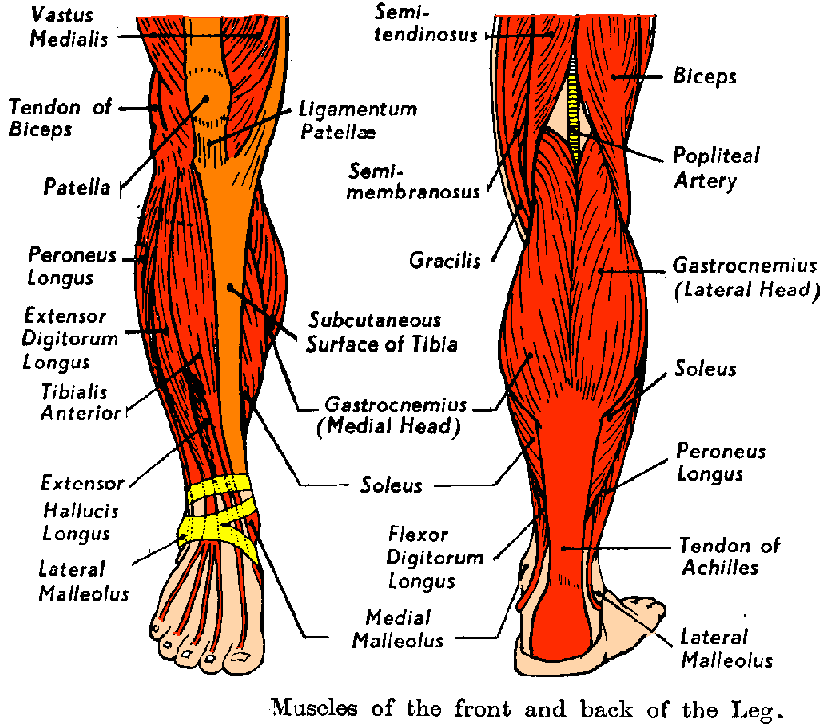 Muscles of lower leg Digman Fitness